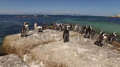 沿海岩石上的非洲企鹅